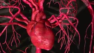 Human Anatomy and Medicine - Documentary